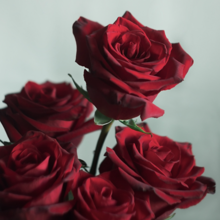 Roses